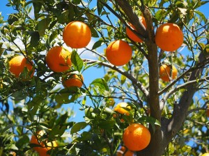 oranges-1117628_640-300x225