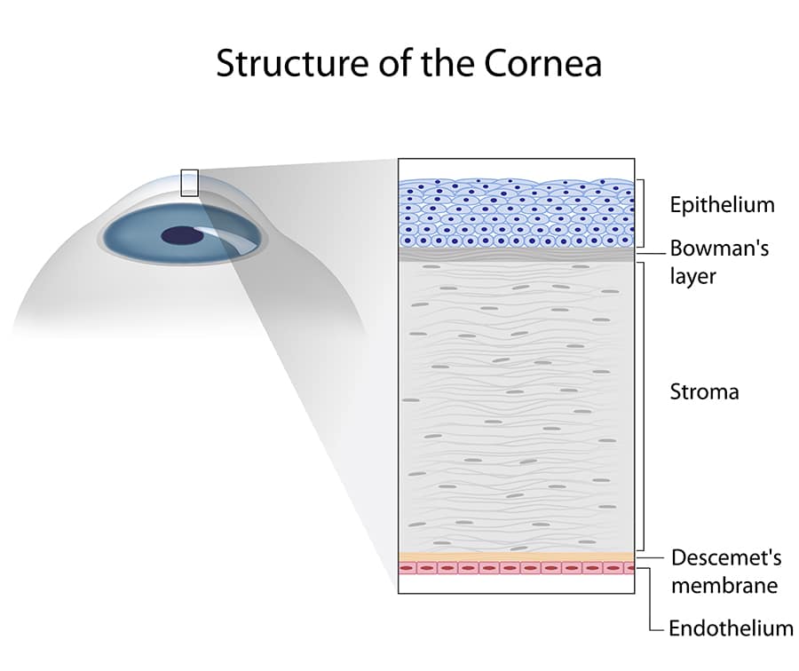 structure of the cornea